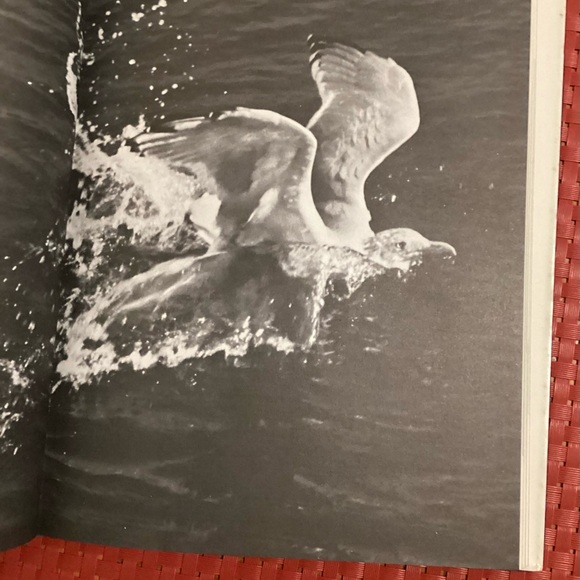 Jonathan Livingston Seagull 1970 Book - Picture 10 of 11